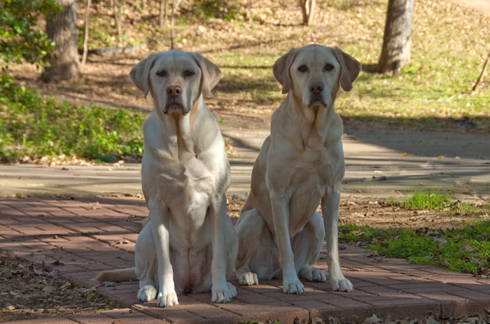 Nikita and Ellie